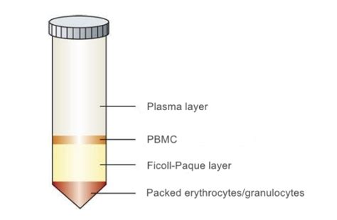 Ficoll Pbmc