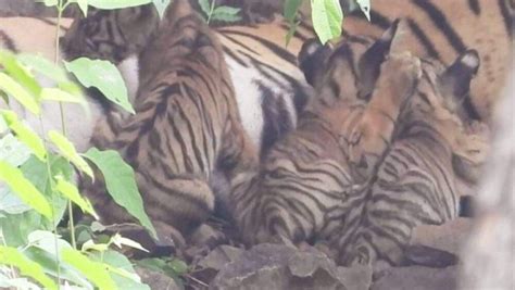 Ranthambores Big Cat Tigress T 84 Spotted With Three New Cubs