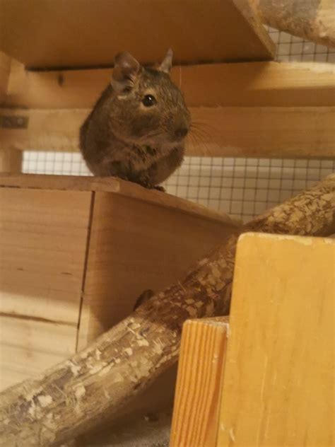 Degus Suchen Ein Neues Zuhause Degu Schweiz