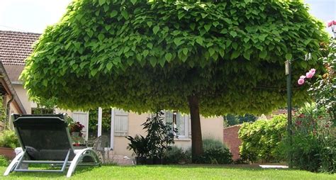 Quel Arbre Planter Dans Son Jardin Cyberscopie