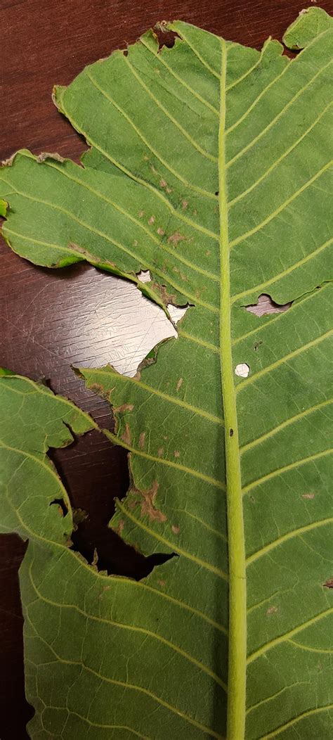 Big leaf Magnolia diagnosis : r/plantclinic