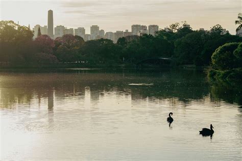 Confira O Que Fazer No Parque Do Ibirapuera