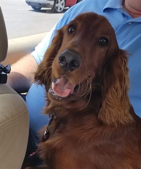 Scout Above And Beyond English Setter Rescue