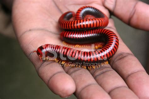 Centipede Stock Photo Royalty Free Freeimages