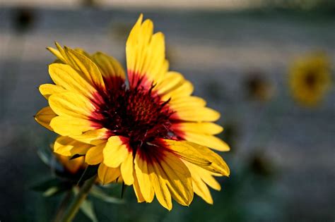 Yellow And Maroon Daisy I Think This Is A Daisyanyone O Flickr