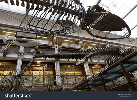 Interior View Natural History Museum Dublin Stock Photo 1009188985 ...