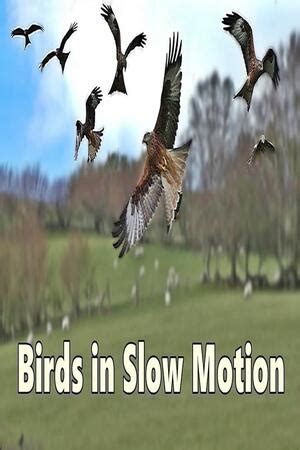 Slow Motion Birds - Amazing Birds Flying in Slow Motion (2022) - Trakt