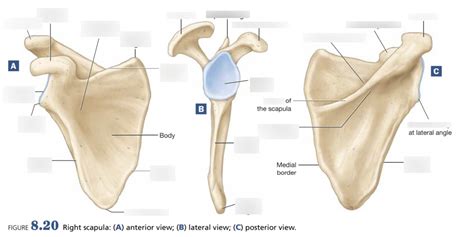 scapula angles diagram quizlet
