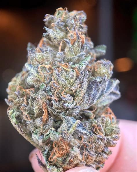 Blue Cheese Strain - Weed For Sale Online |Top Quality Weed For Sale