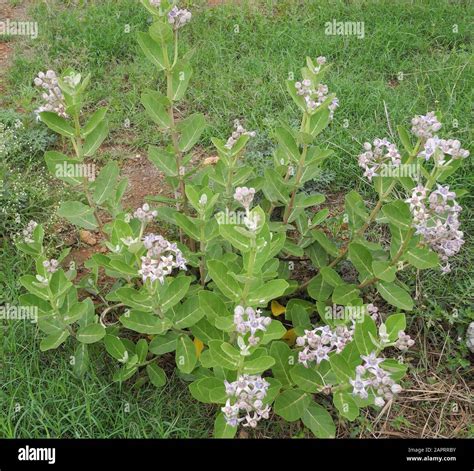 Plant With Beautiful Green Leaves And Lilac Flowers India Tamil Nadu