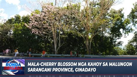 Mala Cherry Blossom Nga Kahoy Sa Malungon Sarangani Province Ginadayo