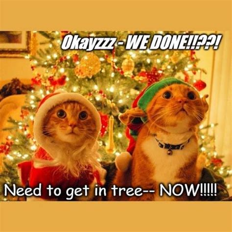 31+ Most Hilarious Cat Christmas Tree Memes 2024 of All Time - Happy ...