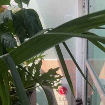 Amanda Rabbit Venezolana Amandarabbit Amandarabbit1 Amandatherabbit Nude OnlyFans The