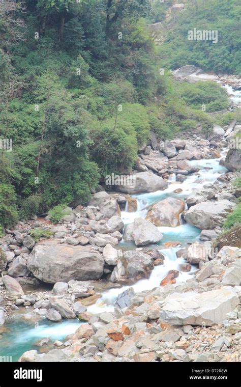 Sikkim Forest Hi Res Stock Photography And Images Alamy