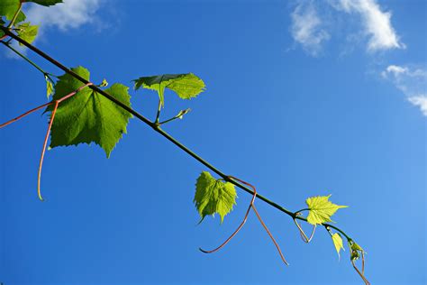 Free Images Tree Nature Branch Sunlight Leaf Flower Wind Green