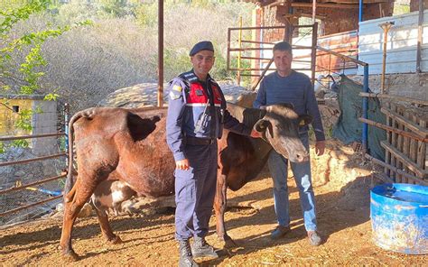 Kaybolan Inek Jandarma Ekiplerince Bulundu Ayd N Haberleri Ayd N