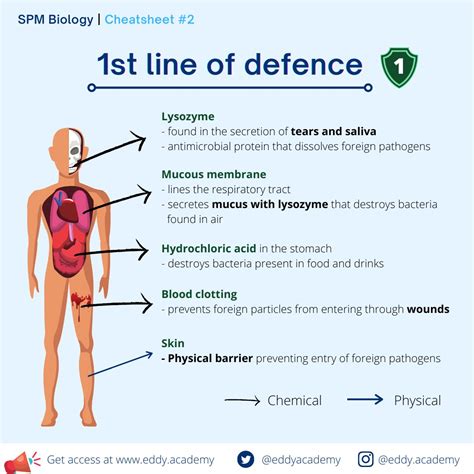 Body Lines Of Defense Innate And Acquired Immunity Off