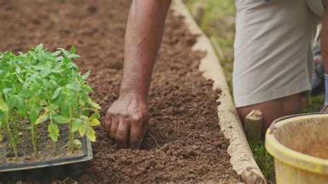 Episode 4 Direct Seeding And Transplanting Seedlings Youtube