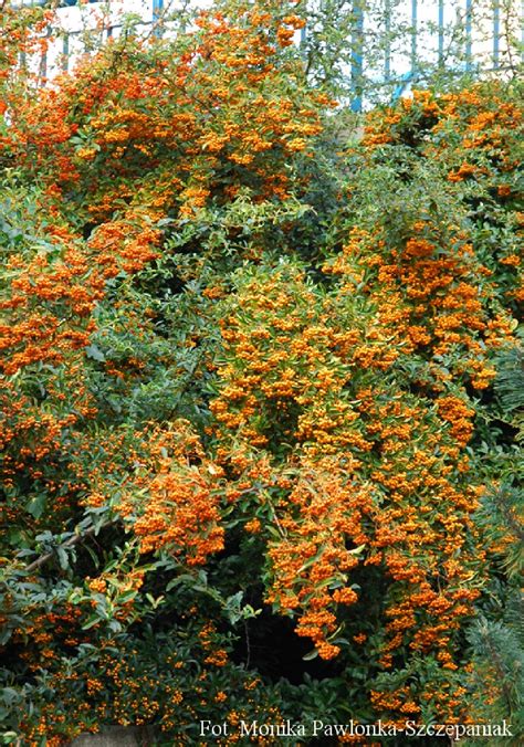 Pyracantha Orange Glow Ognik