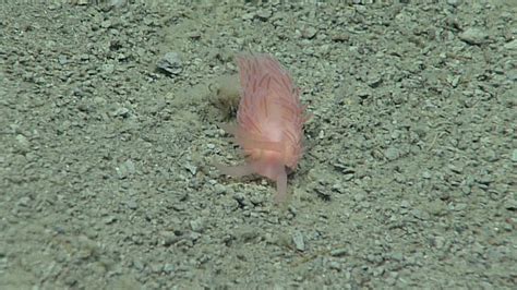 During The Second Seascape Alaska 3 Expedition Dive We Saw This Small