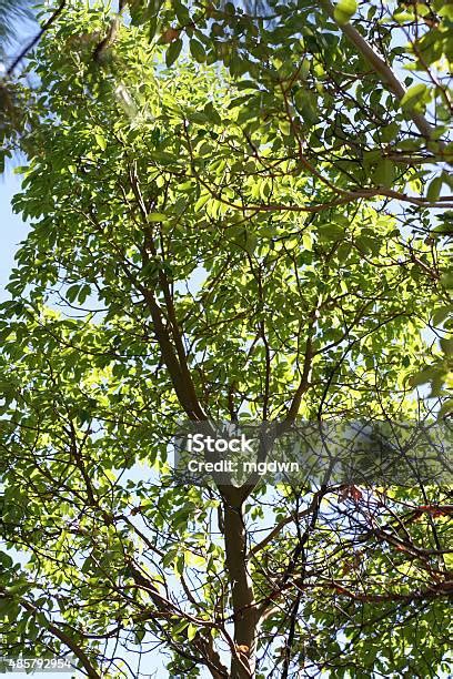 Madrone Tree With Sunlight Shining Through Leaves Stock Photo ...