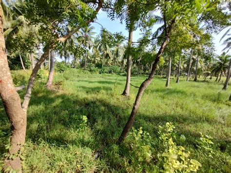 Agricultural Land Cent For Sale In Razole East Godavari Rei