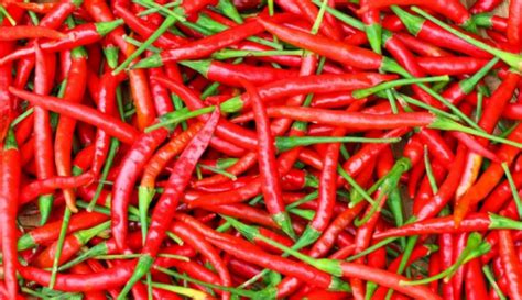 Chilli Cultivation: Ideal Conditions, Varieties, Land Preparation ...