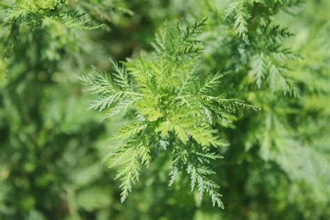 Artemisia Annua Heilpflanzenkraft In Bio Qualit T