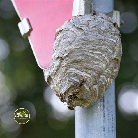 Warning Signs Of A Wasp Infestation Breda Pest Management