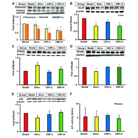 Effect Of Cm1 On Tg Metabolism Related Proteins In The Liver And Download Scientific Diagram