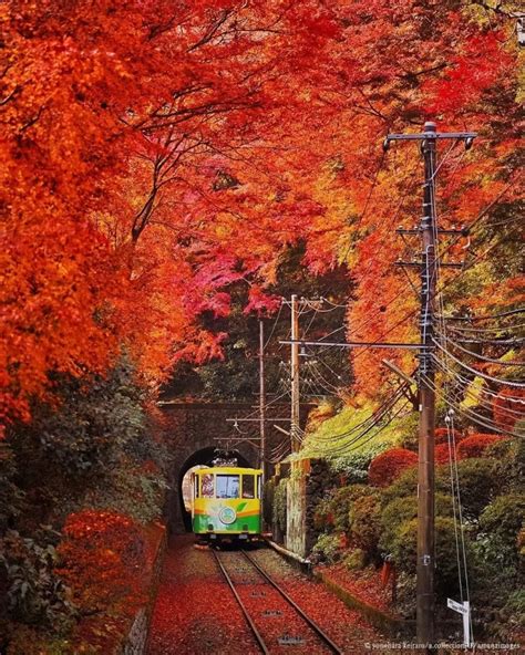 Experience Tokyo's Most Breathtaking Autumn Foliage at These 7 ...