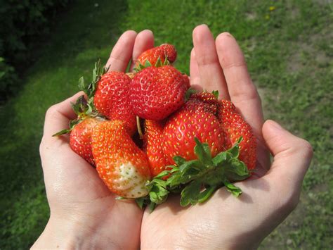 Strawberries Hands Fruit Free Photo On Pixabay Pixabay