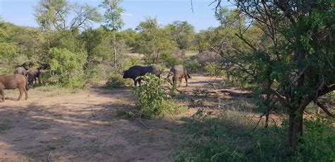 Karongwe Private Game Reserve, South Africa 2024: Best Places to Visit ...