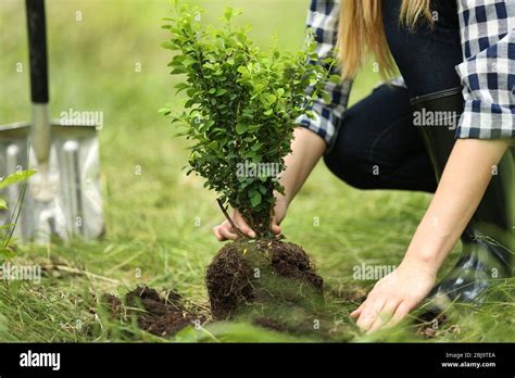 Woman Planting Tree In Garden Stock Photo Alamy