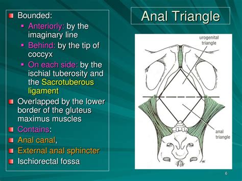 Ischiorectal Fossa