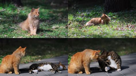 流浪猫橘猫和狸花猫3840x2160高清视频素材下载编号9375938实拍视频光厂vj师网