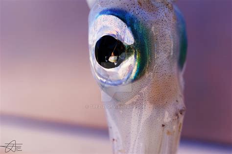 Squid Eye by Trezizi on DeviantArt