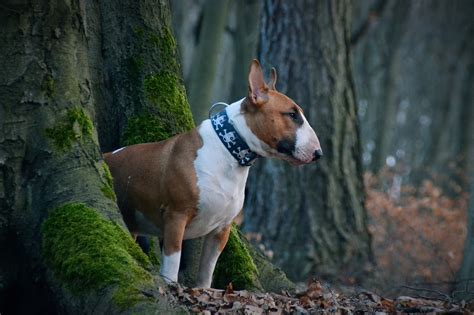 The History And Origin Of The Bull Terrier A Comprehensive Look