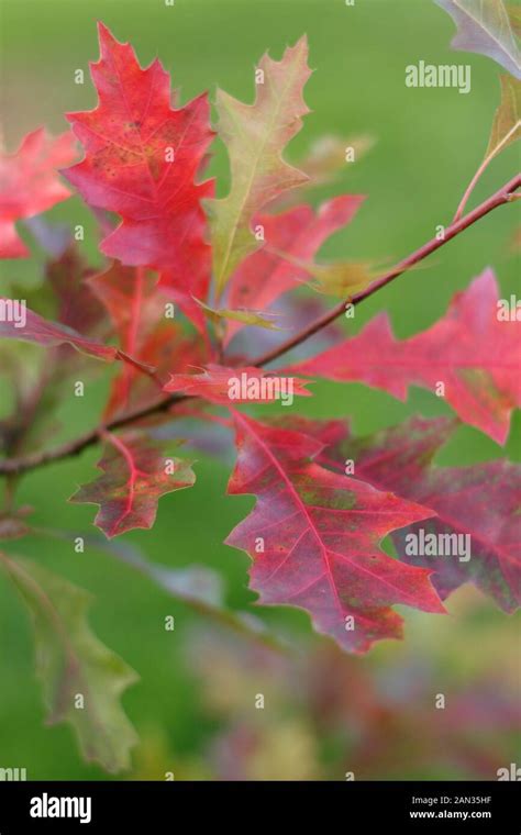 Feuille De Quercus Palustris Fotos Und Bildmaterial In Hoher