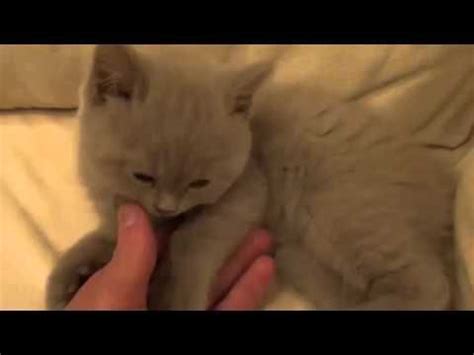 Cat Lovely Ketten Moeving Love Pet Cats And Kittens Funny