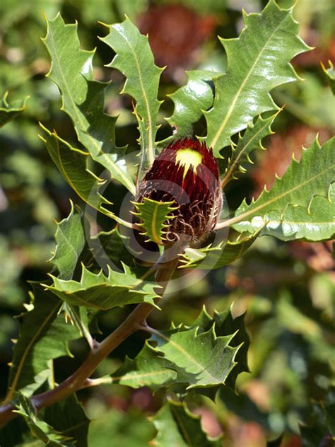 Dryandra Quercifolia Oak Leaf Dryandra Information Photos