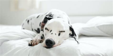 Pourquoi Vous Ne Devriez Vraiment Pas Partager Un Lit Avec Votre Chien