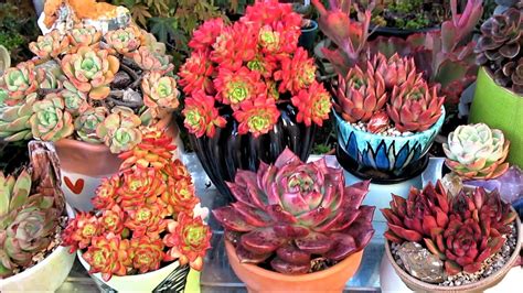 How I Grow Colorful Succulents YouTube