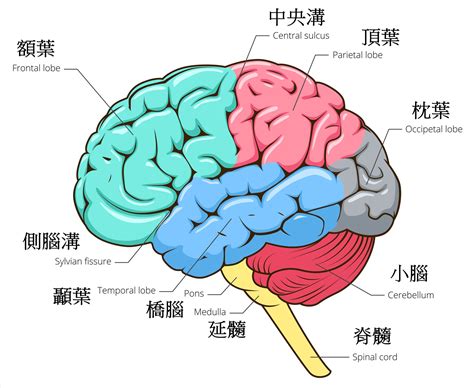 你要保守你心——禱告與默想促進大腦健康