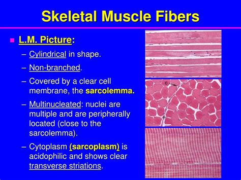 Ppt Muscular Tissue Powerpoint Presentation Free Download Id3764015