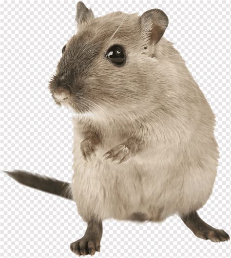 Mouse Rat Pet Mice Rodent Png PNGWing