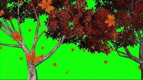 Tree Green Screen Effect New Green Screen Effect Filling With Plants Green Screen Video