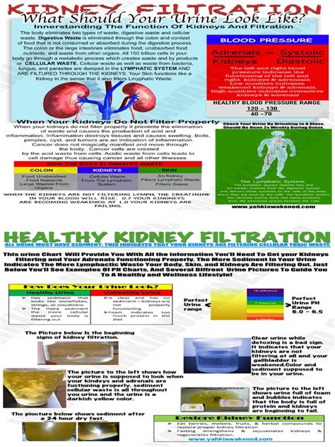 Kidney Filtration Chart Long Pdf