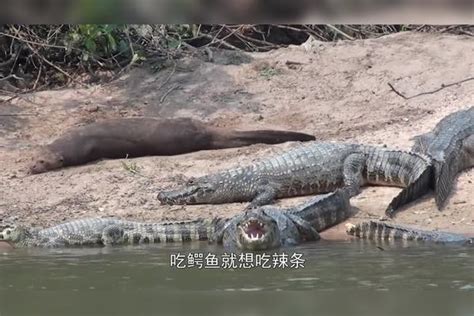 鳄鱼的天敌出现了，吃鳄鱼就像吃辣条，镜头拍下全过程鳄鱼镜头全过程