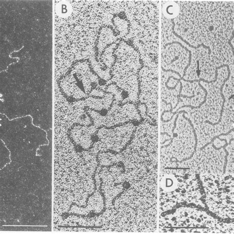 Visualization Of Branched DNA Structures Arrows Observed In DNA Bound